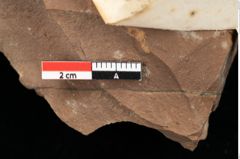 Foto (Detailansicht) von Pronephrium stiriacum (Unger) Knobloch et Z.Kvacek (NHMW-GEO-2024-0188-0111)